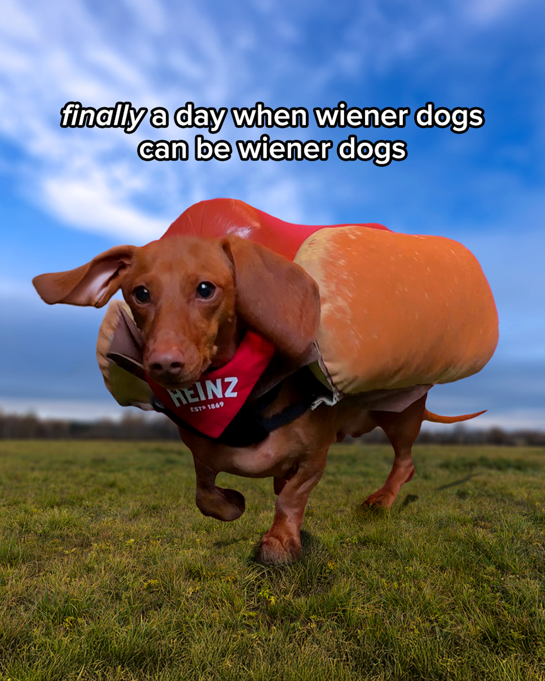 Finally a day when wiener dogs can be wiener dogs